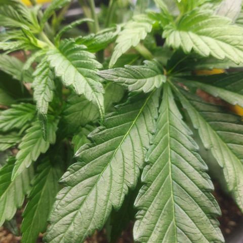 Cheese Automatic growlog timeline photo