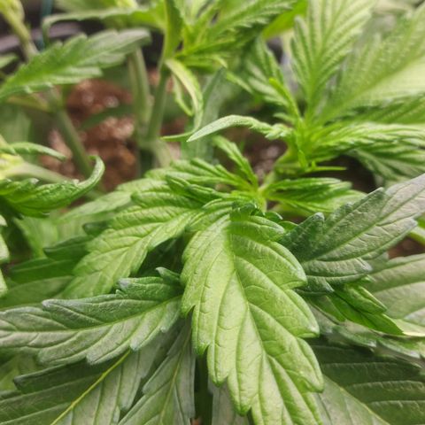 Cheese Automatic growlog timeline photo