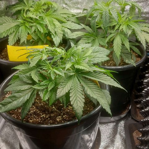 Cheese Automatic growlog timeline photo