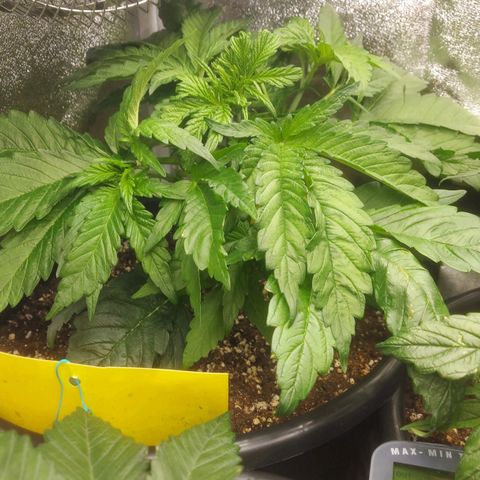 Cheese Automatic growlog timeline photo