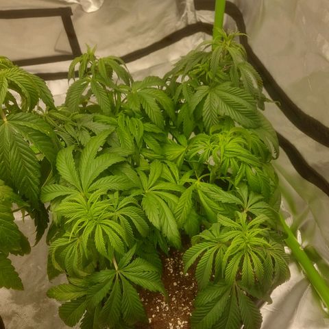 Cheese Automatic growlog timeline photo
