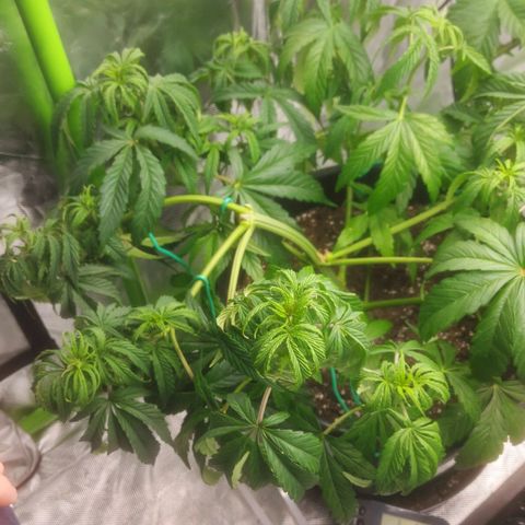 Cheese Automatic growlog timeline photo