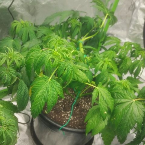 Cheese Automatic growlog timeline photo