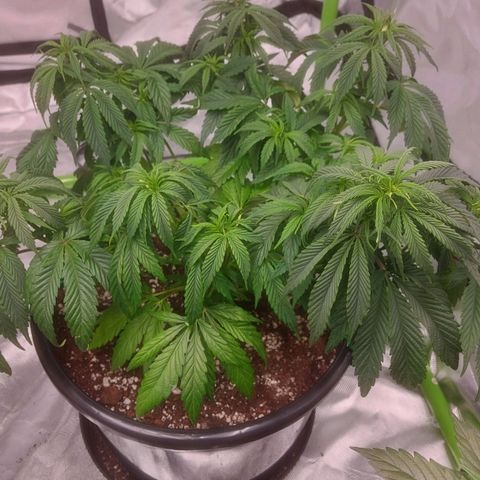 Cheese Automatic growlog timeline photo
