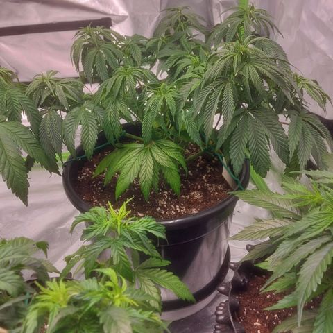 Cheese Automatic growlog timeline photo