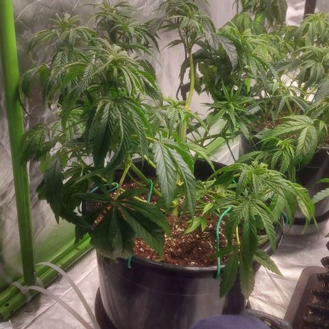 Cheese Automatic growlog timeline photo