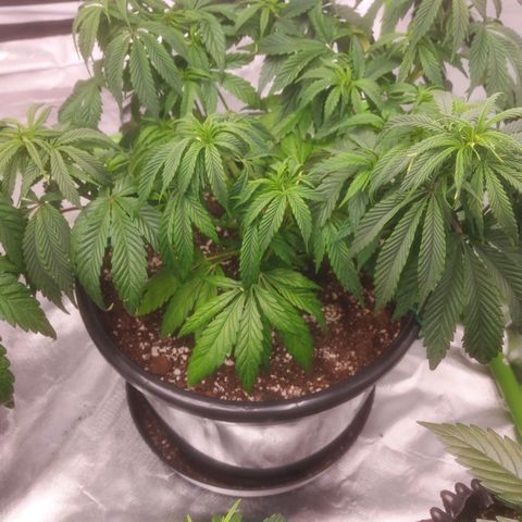 Cheese Automatic growlog timeline photo