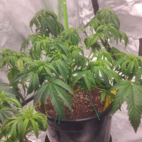 Cheese Automatic growlog timeline photo