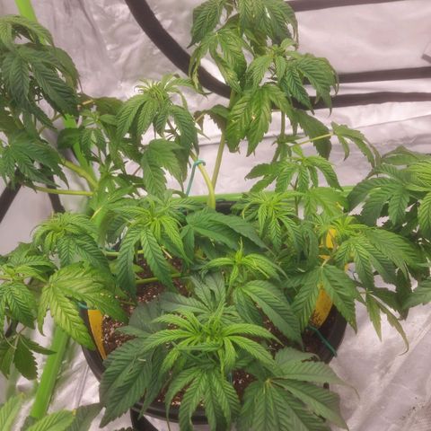 Cheese Automatic growlog timeline photo