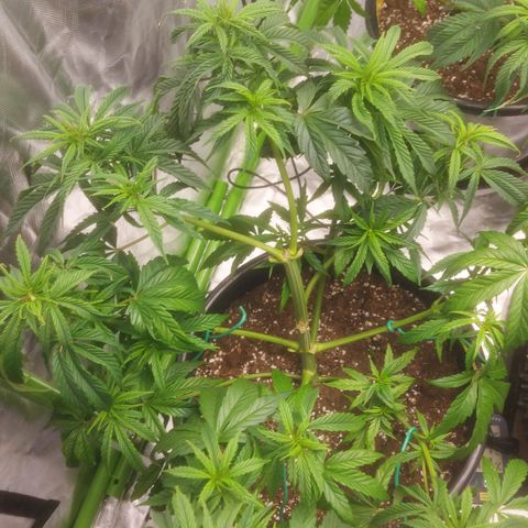 Cheese Automatic growlog timeline photo