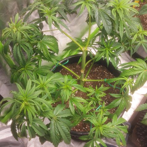 Cheese Automatic growlog timeline photo