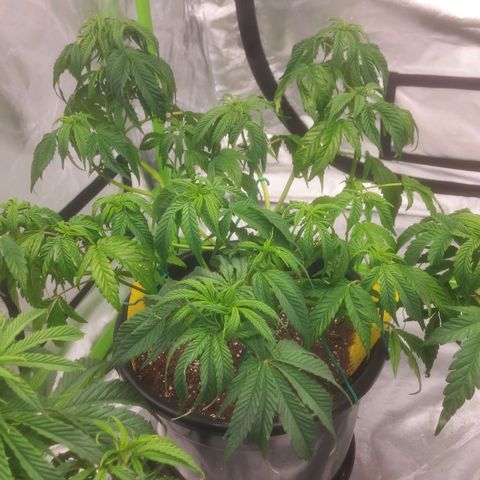 Cheese Automatic growlog timeline photo