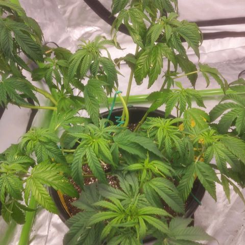 Cheese Automatic growlog timeline photo
