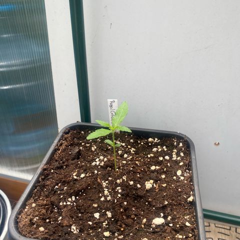 Royal Critical Automatic growlog timeline photo