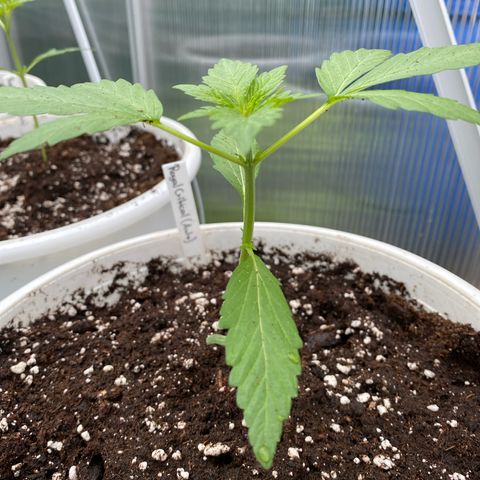 Royal Critical Automatic growlog photo: Alles super 