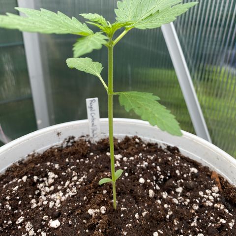Royal Critical Automatic growlog photo: Alles super 