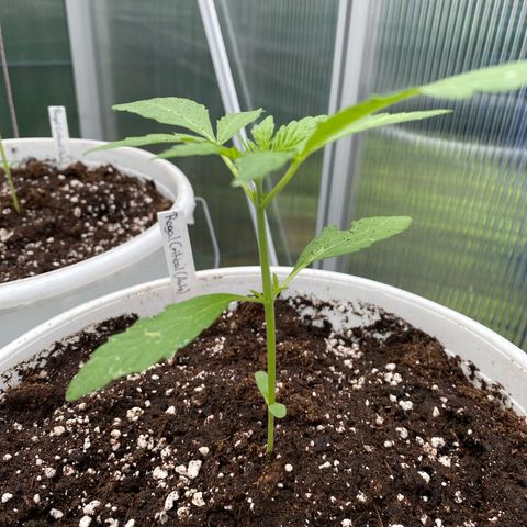 Royal Critical Automatic growlog photo: Alles super 