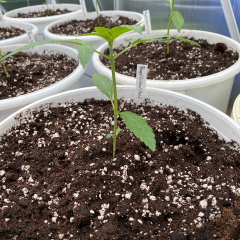 Royal Critical Automatic growlog photo: Alles super 