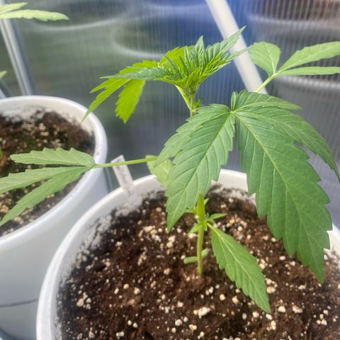 Royal Critical Automatic growlog timeline photo