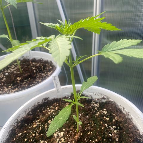 Royal Critical Automatic growlog timeline photo