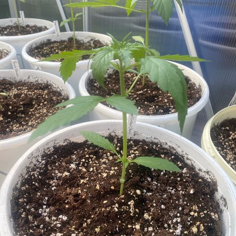 Royal Critical Automatic growlog timeline photo