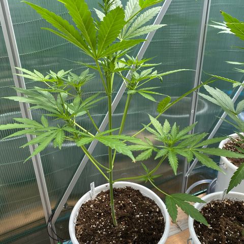 Royal Critical Automatic growlog timeline photo