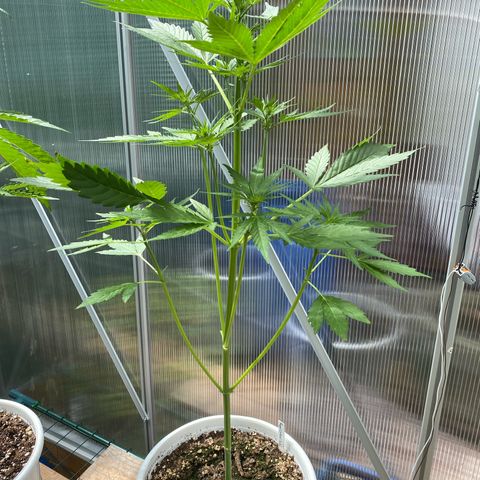 Royal Critical Automatic growlog timeline photo