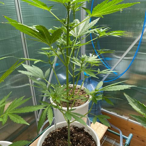 Royal Critical Automatic growlog timeline photo