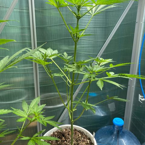 Royal Critical Automatic growlog timeline photo