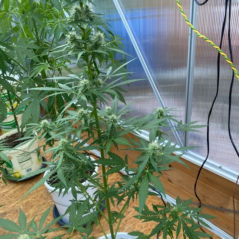 Royal Critical Automatic growlog timeline photo