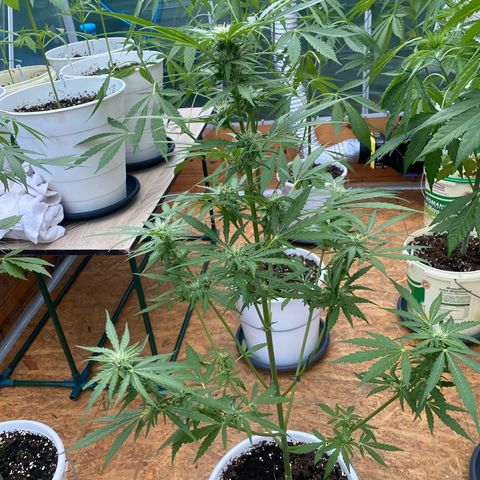 Royal Critical Automatic growlog timeline photo