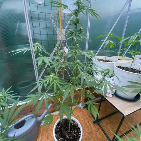 Royal Critical Automatic growlog timeline photo