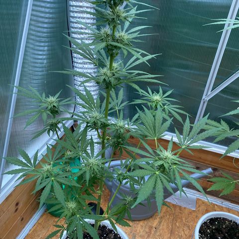 Royal Critical Automatic growlog timeline photo