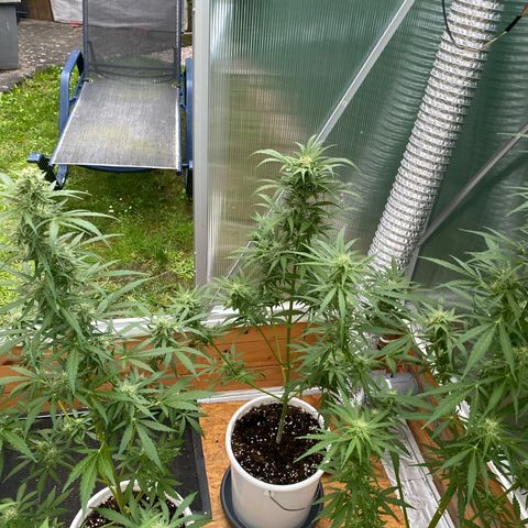 Royal Critical Automatic growlog timeline photo