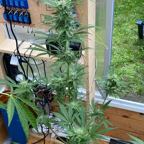 Royal Critical Automatic growlog timeline photo