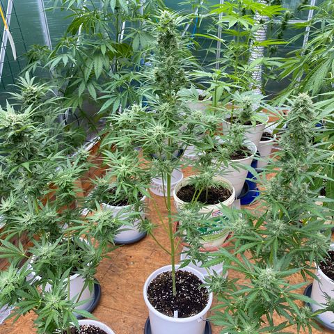 Royal Critical Automatic growlog timeline photo
