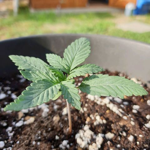 Jorge's Diamonds #1 growlog timeline photo