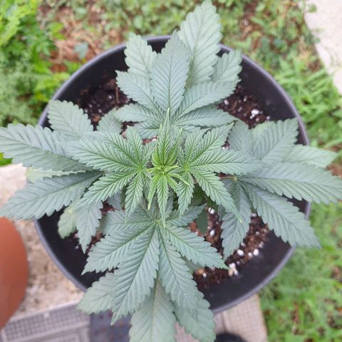Jorge's Diamonds #1 growlog timeline photo