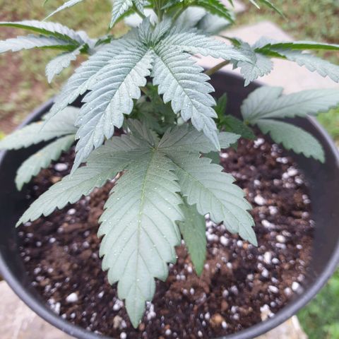 Jorge's Diamonds #1 growlog timeline photo