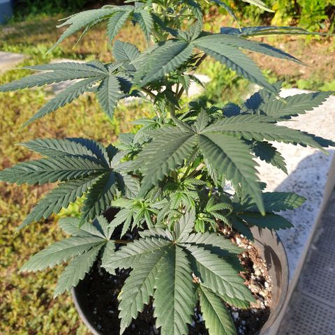 Jorge's Diamonds #1 growlog timeline photo