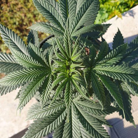 Jorge's Diamonds #1 growlog timeline photo