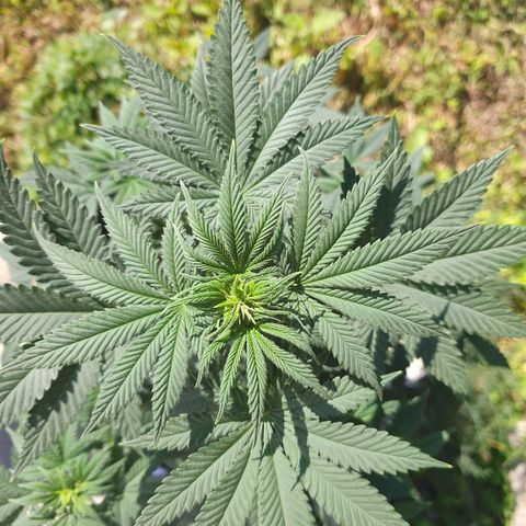 Jorge's Diamonds #1 growlog timeline photo
