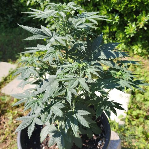 Jorge's Diamonds #1 growlog timeline photo