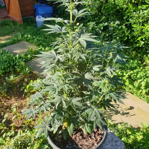 Jorge's Diamonds #1 growlog timeline photo