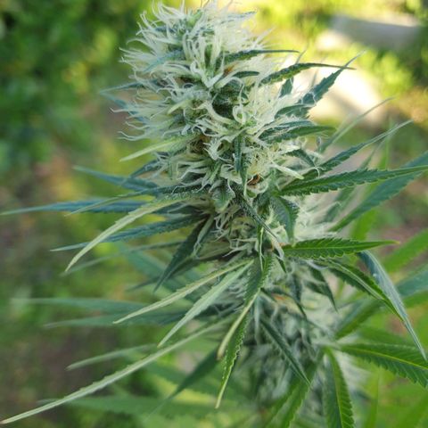 Jorge's Diamonds #1 growlog timeline photo