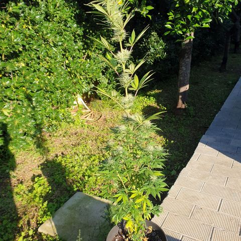 Jorge's Diamonds #1 growlog timeline photo