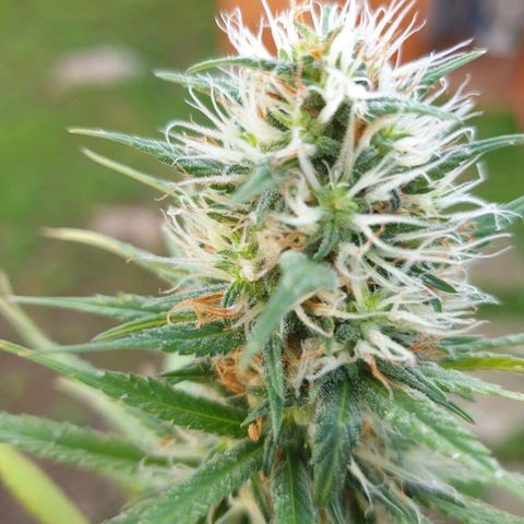 Jorge's Diamonds #1 growlog timeline photo