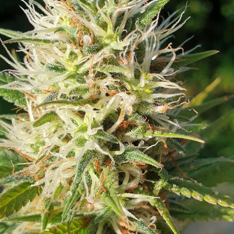 Jorge's Diamonds #1 growlog timeline photo