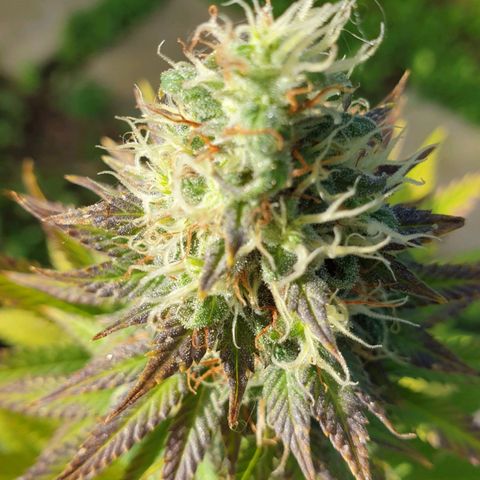 Jorge's Diamonds #1 growlog timeline photo