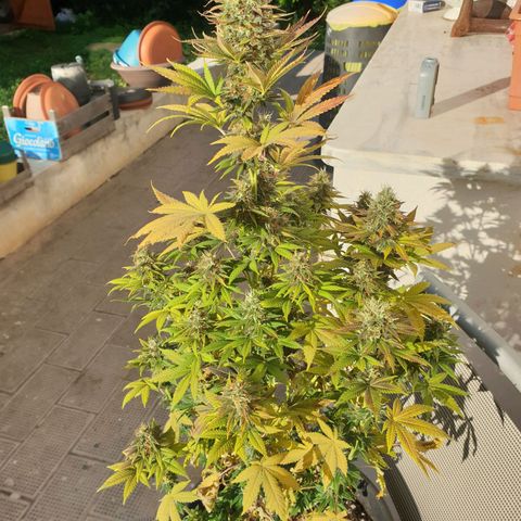 Jorge's Diamonds #1 growlog timeline photo